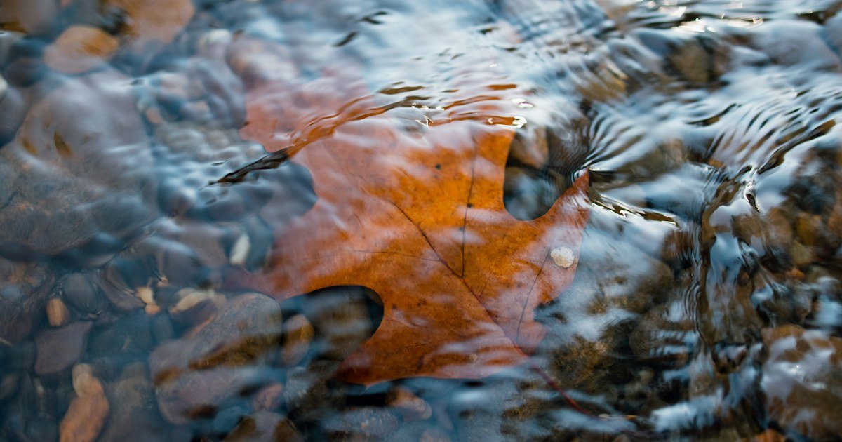 Autumn leaf in water, illustrating seasonal change