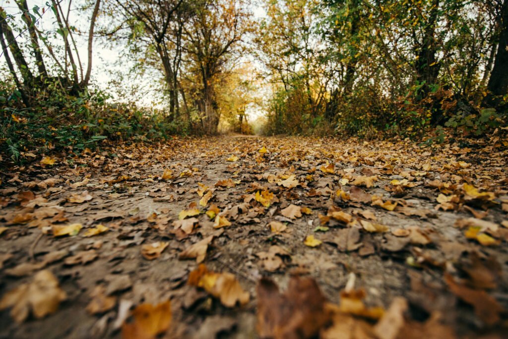Illustrative autumn woodland road