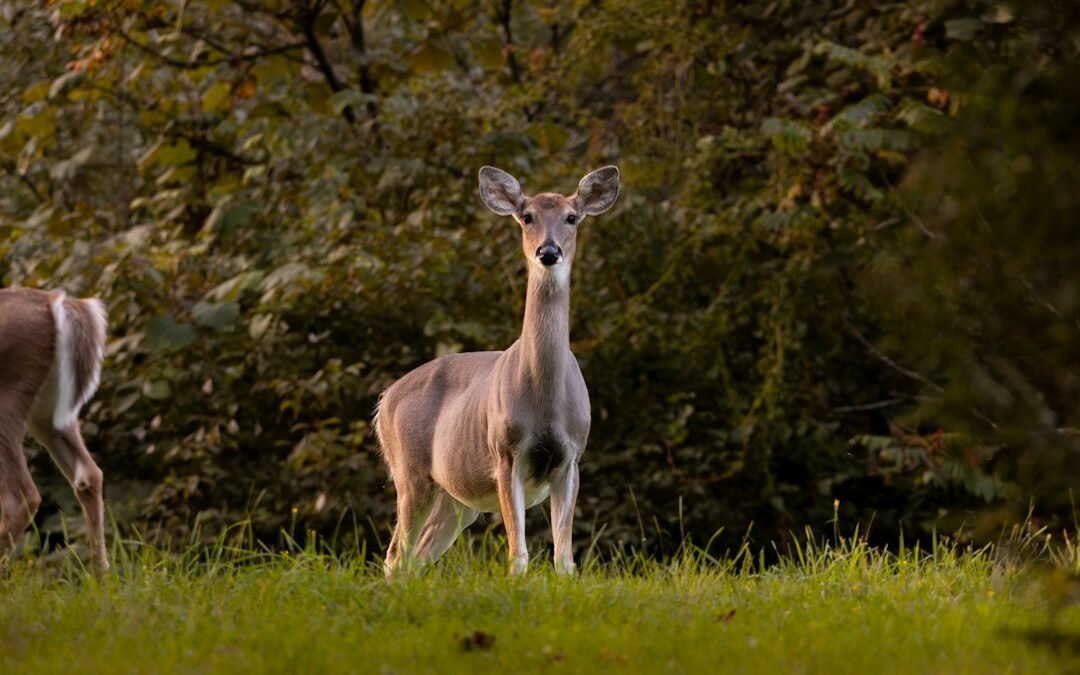 Hunting in Schuylkill County: Why the Mountains Matter
