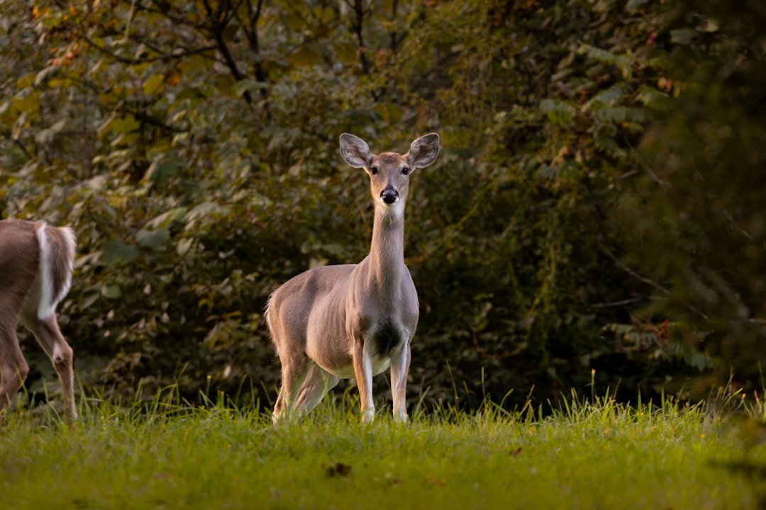 hunting in Schuylkill County in Schuylkill County Pennsylvania