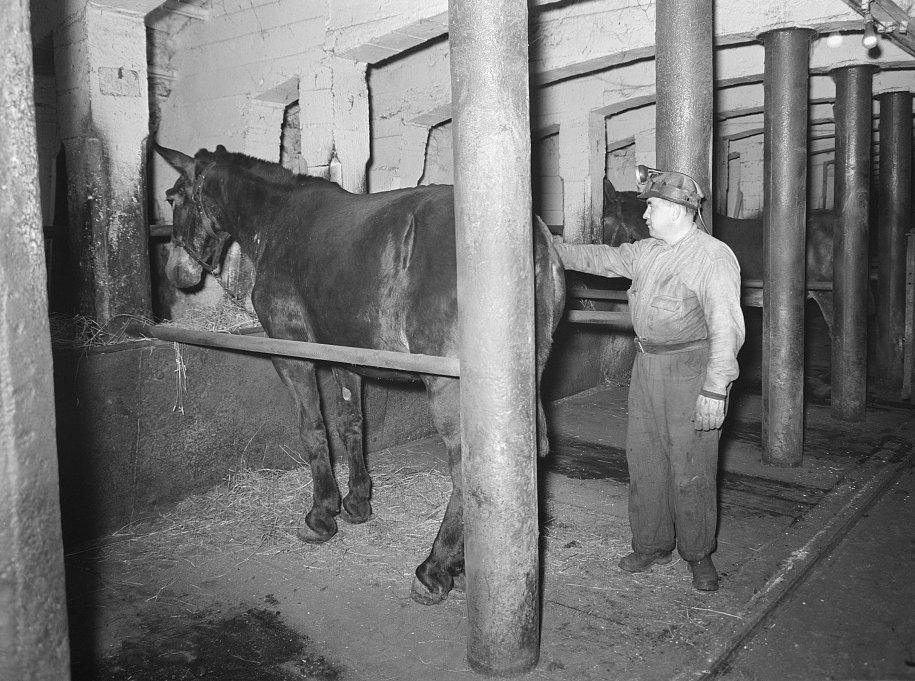 Mules and miner in Maple Hill mine stable in 1938